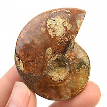 Ammonite whole with opal luster (35g)