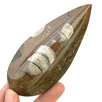 Fossilized orthoceras from Morocco (120g)