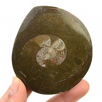 Fossil ammonite in rock (Erfoud, Morocco) 104g