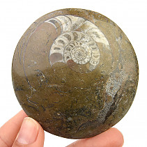 Ammonite in rock fossil (Erfoud, Morocco) 119g