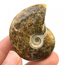 Ammonite whole with opal luster (29g)