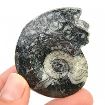 Fossilized goniatite from Morocco 34g