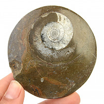 Ammonite in rock fossil (Erfoud, Morocco) 87g discount
