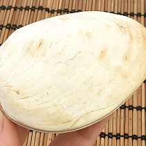Fossil shells for collectors 179g