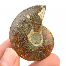 Fossil ammonite whole with opal luster (24g)
