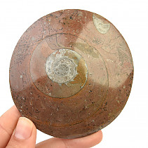 Fossil ammonite in rock (Erfoud, Morocco) 172g