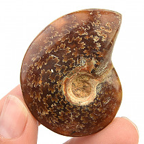 Ammonite with opal luster (27g)
