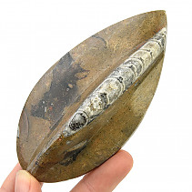 Fossilized orthoceras from Morocco (134g)