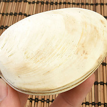 Fossil shells for collectors 167g
