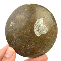 Ammonite in rock fossil (Erfoud, Morocco) 124g