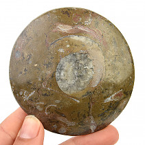 Ammonite in rock fossil (Erfoud, Morocco) 139g