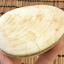 Fossil shells for collectors 181g