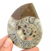 Fossilized ammonite in rock (Erfoud, Morocco) 51g