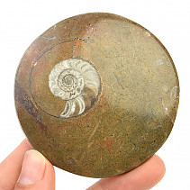 Fossil ammonite in rock (Erfoud, Morocco) 83g