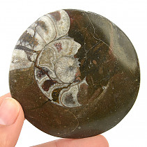 Ammonite in rock fossil (Erfoud, Morocco) 82g