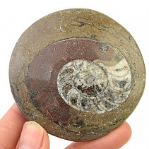 Ammonite in rock fossil (Erfoud, Morocco) 80g