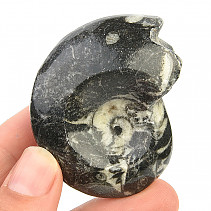 Goniatite fossil Morocco 58g