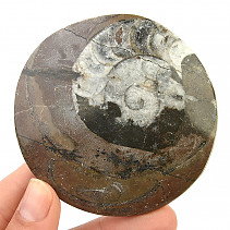 Fossil ammonite in rock (Erfoud, Morocco) 100g