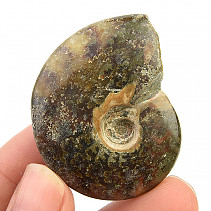 Ammonite whole with opal luster (27g)