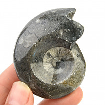 Fossilized goniatite Morocco 58g