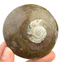 Fossil ammonite in rock (Erfoud, Morocco) 76g