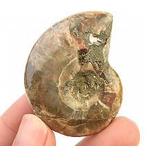 Ammonite whole with opal luster (24g)