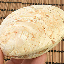 Fossil shells for collectors 144g