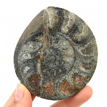 Fossil ammonite in rock (Erfoud, Morocco) 114g