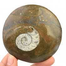 Fossil ammonite in rock (Erfoud, Morocco) 148g