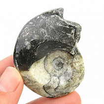 Goniatite fossil Morocco 40g