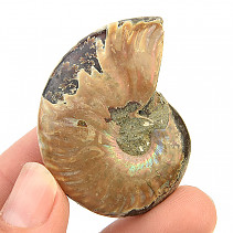 Ammonite whole with opal luster (28g)