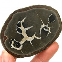 Fossil septaria half (Morocco) 102g