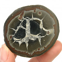 Fossil septaria half (Morocco) 60g