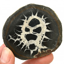 Fossil septaria half (Morocco) 104g