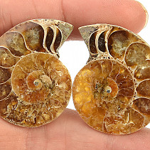 Ammonite halved 18 g