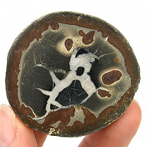 Fossil septaria half (Morocco) 58g