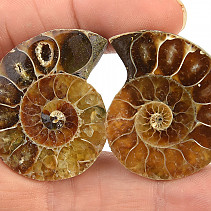 Ammonite halved 21 g