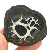 Fossil septaria half (Morocco) 30g