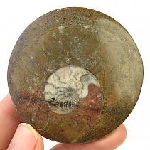 Fosilní amonit v hornině (Erfoud, Maroko) 60 g