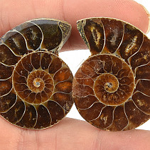 Ammonite split in half 18 g