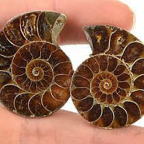 Ammonite halved 22 g