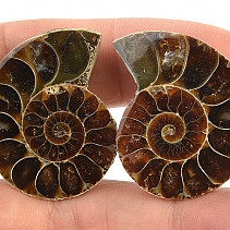 Ammonite two halves 16 g