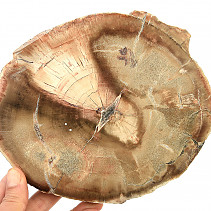 Zkamenělé dřevo plátek (976g)