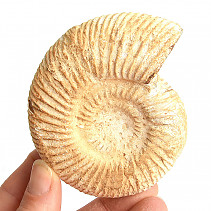 Sand ammonite 197g in total