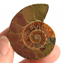 Ammonite collection half 20.6g