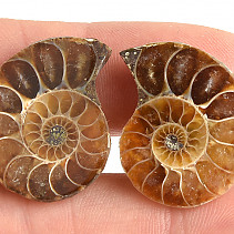 Ammonite selection pair 6.5g