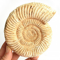 Sand ammonite 606g in total