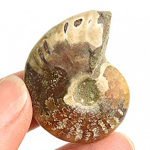 Collection ammonite 13g in total