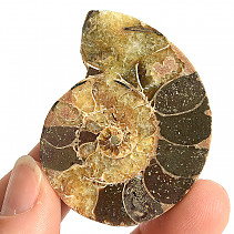 Ammonite one half 34.4g