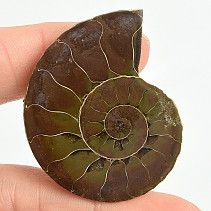 Ammonite for collectors half 16.3g